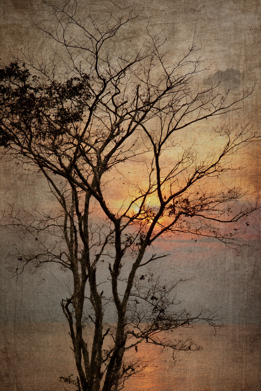 Yoga Meditation Baumpanorama Sonnenuntergang Mit Ornagen Himmel Vintage Üblichen | Yoga und Meditation | Themen und Hobbys