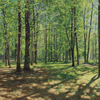 Lush Forest Scene Mit Tall Baeume Und Dappled Sonne Light | Duenen und Heide | Landschaften