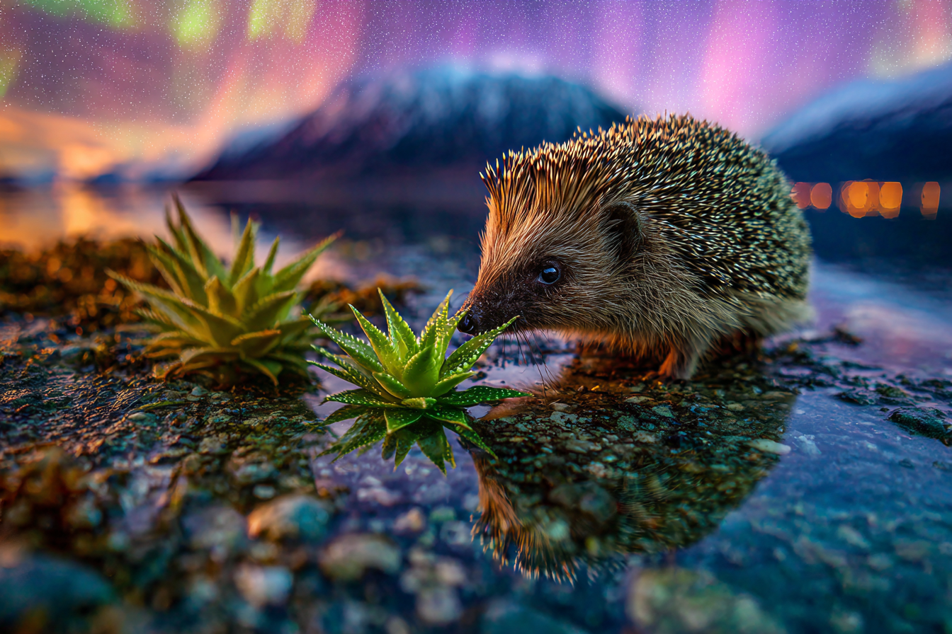 Polarlicht Igel Interagiert Mit Grünen Pflanzen Und Nordlichter Hintergrund | Fjorde und Gletscher | Landschaften