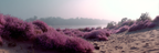 Tranquile Landschaft Mit Lila Blumen Nebeliger Hintergrund | Duenen und Heide | Landschaften