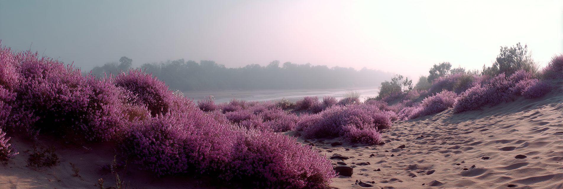 Tranquile Landschaft Mit Lila Blumen Nebeliger Hintergrund | Duenen und Heide | Landschaften