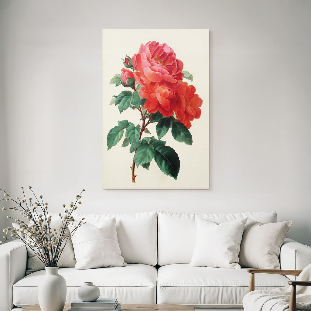 Botanische Illustration Roter Rosen Im Vollblute Mit Blütenknospen Und Grünen Blättern
