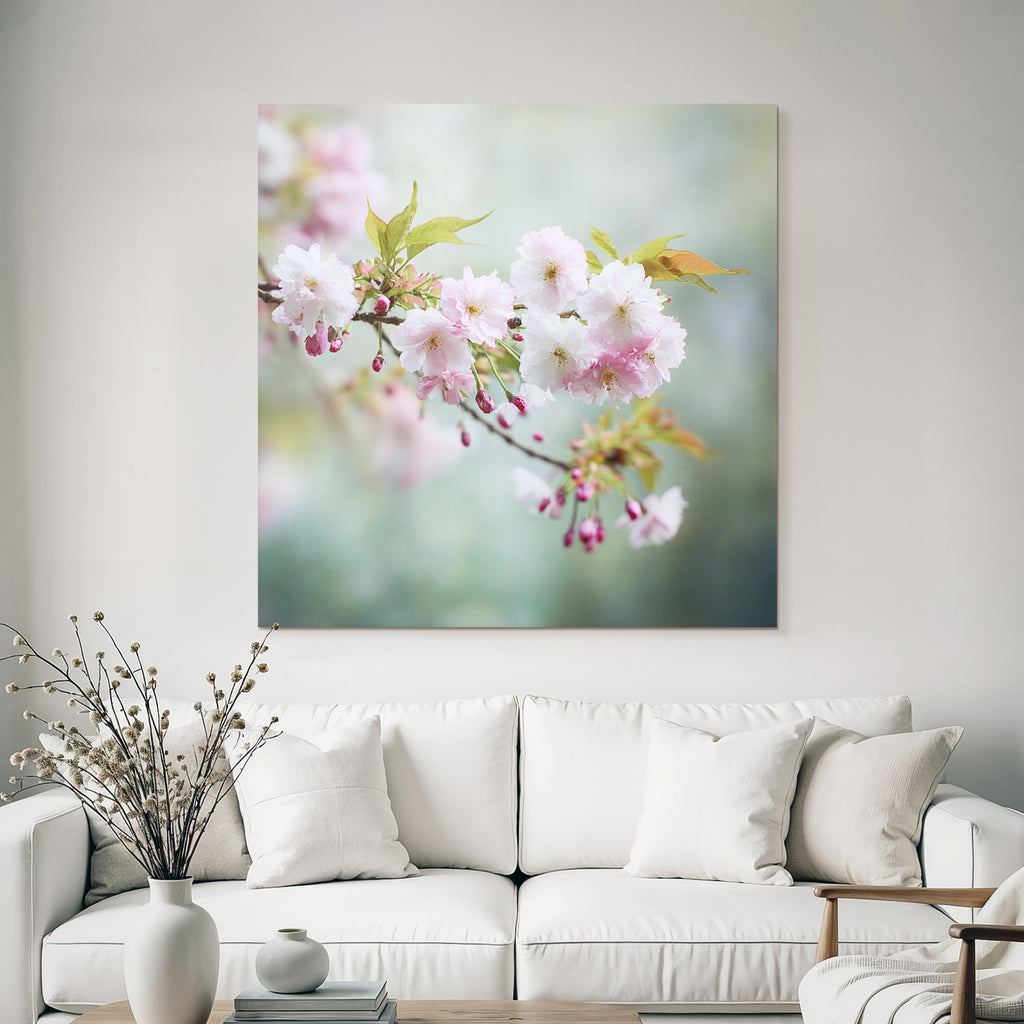 Kirschblütenzweig Mit Zarten Rosa Blüten Und Knospen
